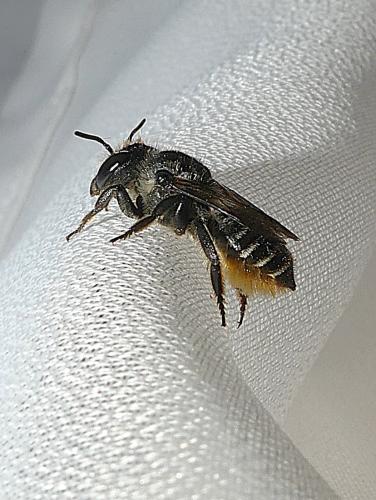 Réf. 363 313 : Megachile centuncularis